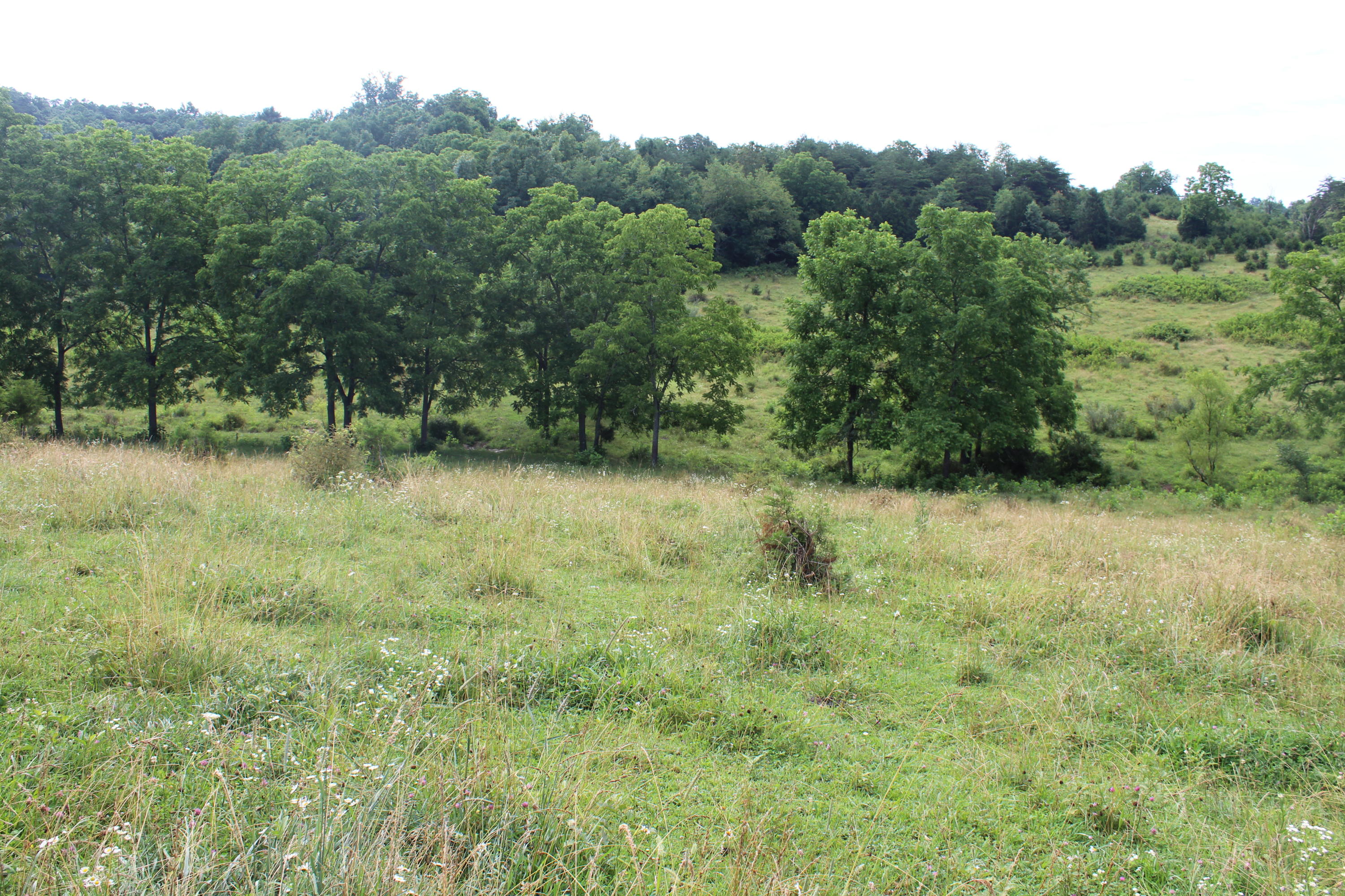 Bradshaw Run Road Forest Hill, WV 24935 - Photo 5 of 22 Gallery Image 5