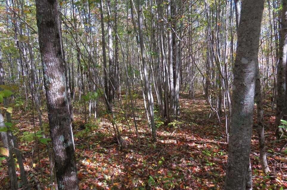 0 Peaslee Road Hancock, ME 04640 - Photo 25 of 25 20201005174846764576000000-o