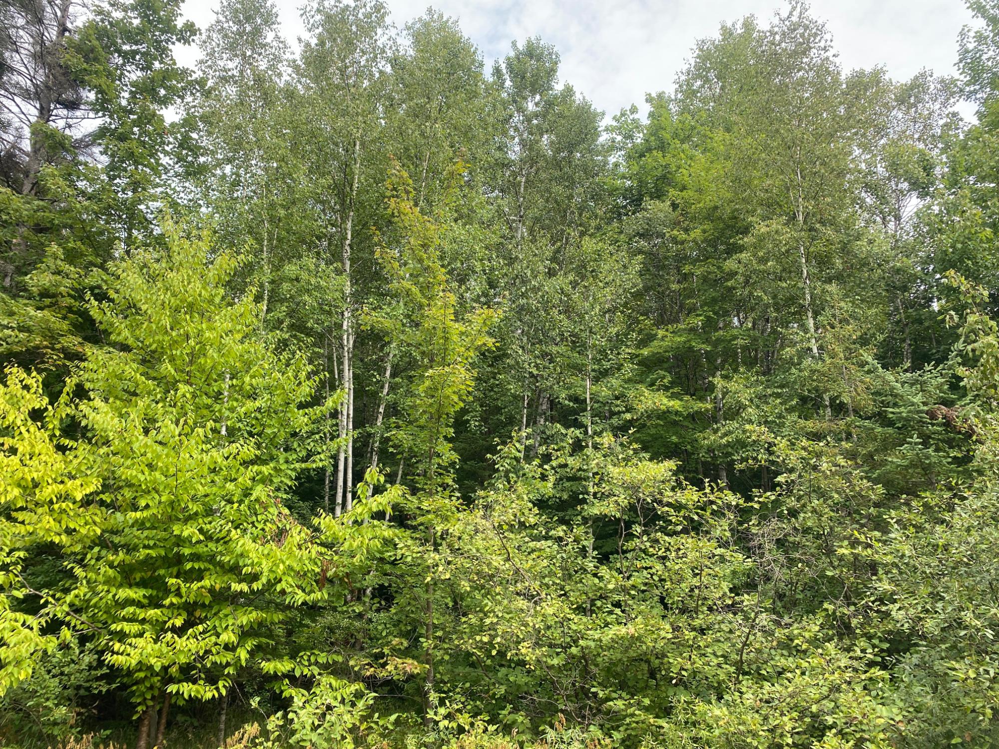 On Maple Ridge Road Park Falls, WI 54552 - Photo 2 of 5 Gallery Image 2