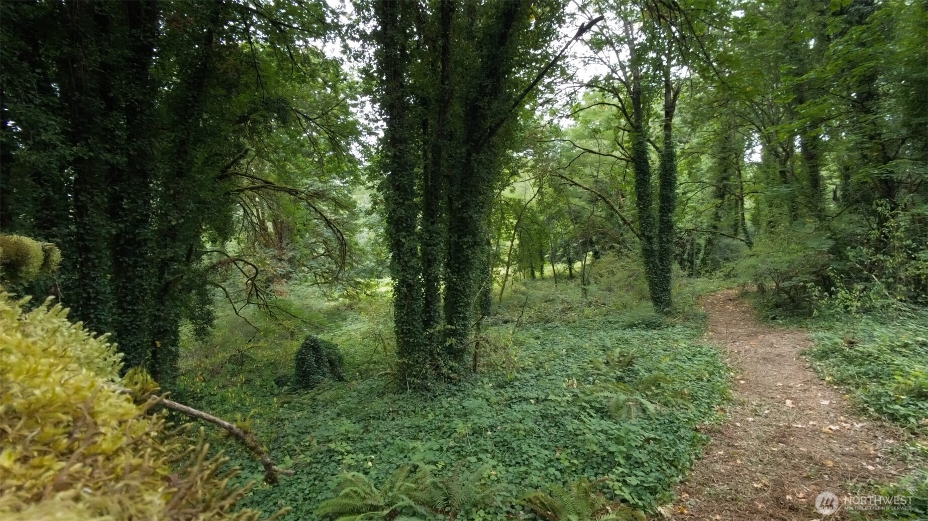 11000 Xx State Highway Northeast Bainbridge Island, WA 98110 - Photo 12 of 16 a view of a forest with trees