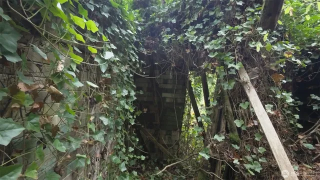 a view of a yard with plants