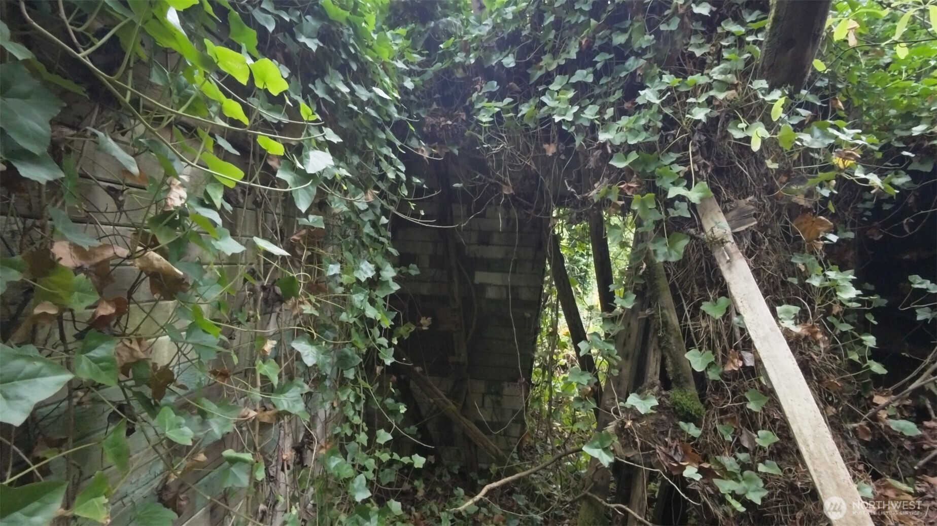 11000 Xx State Highway Northeast Bainbridge Island, WA 98110 - Photo 14 of 16 a close up of a tree