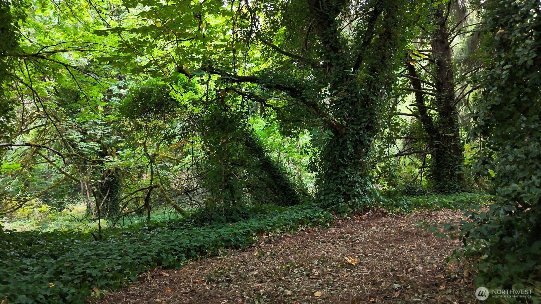 11000 Xx State Highway Northeast Bainbridge Island, WA 98110 - Photo 15 of 16 a view of a forest with trees in the background