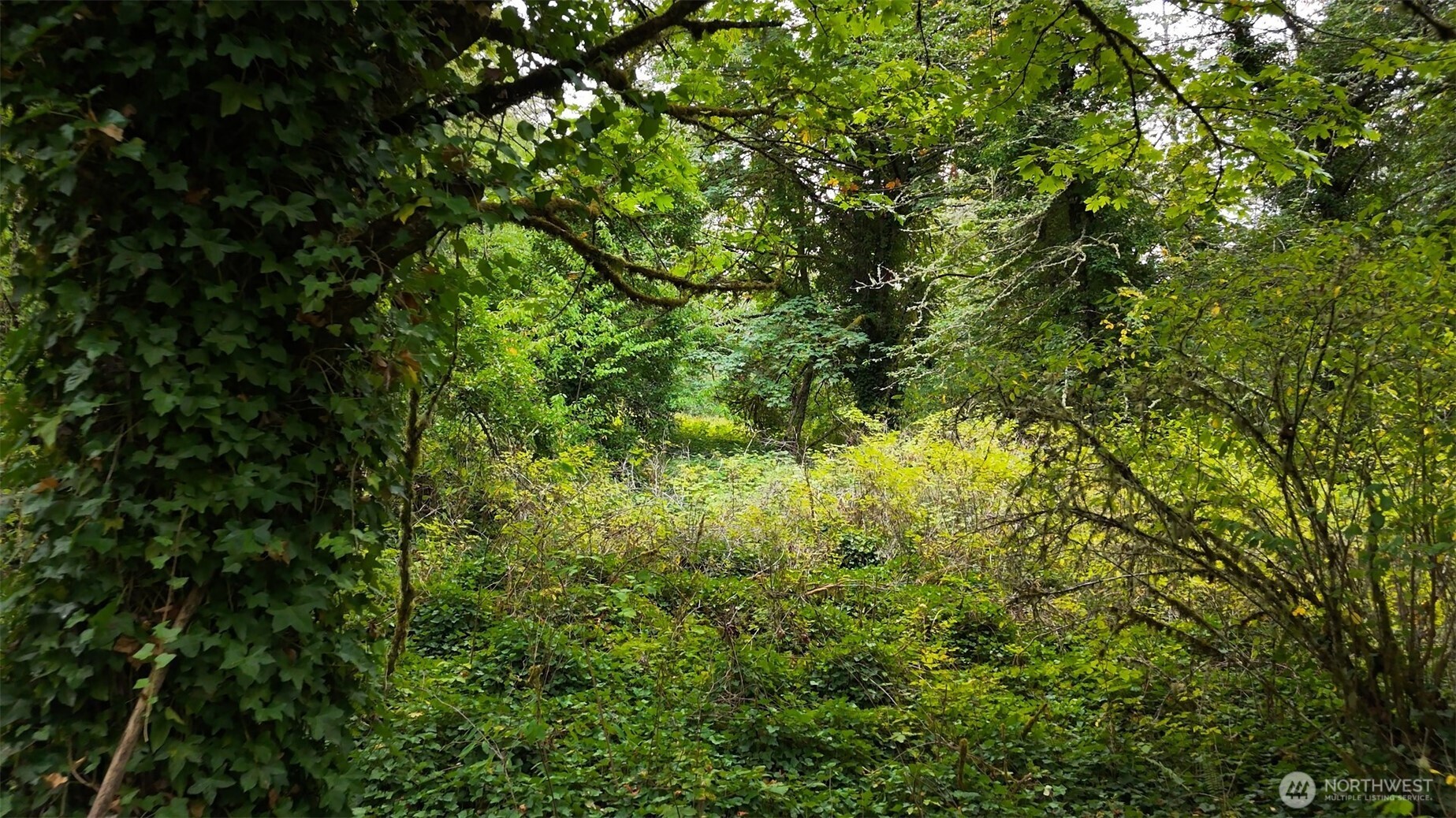 11000 Xx State Highway Northeast Bainbridge Island, WA 98110 - Photo 5 of 16 a view of a lush green forest