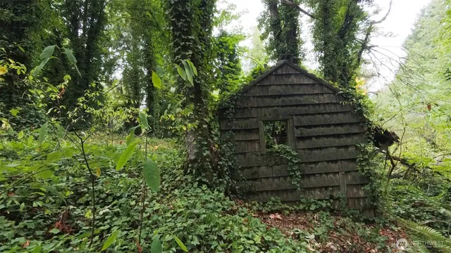 a view of a forest with trees in the background