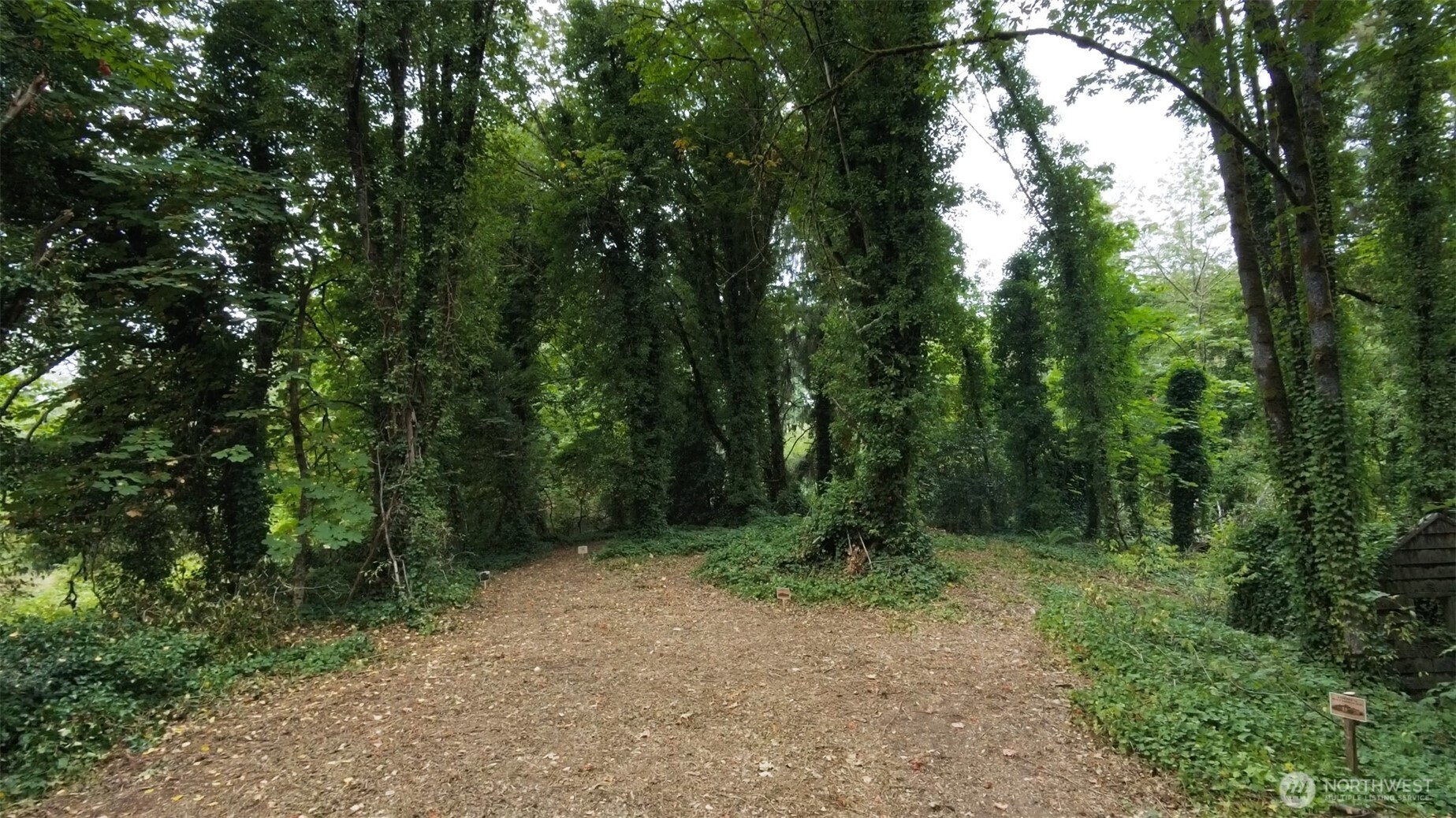 11000 Xx State Highway Northeast Bainbridge Island, WA 98110 - Photo 9 of 16 a view of a forest with trees in the background