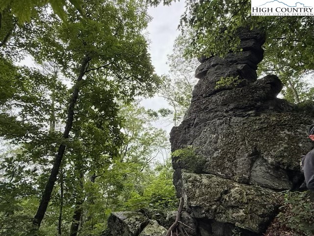 a view of a tree in a yard