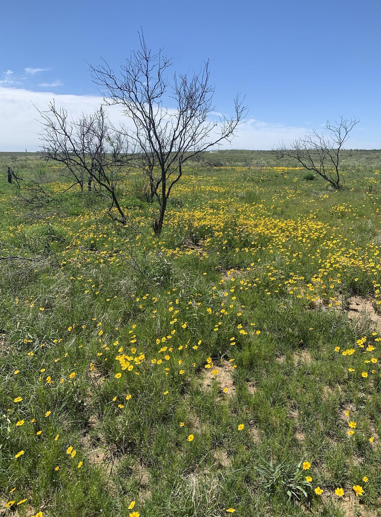 Undisclosed Address Fritch, TX 79036 - Photo 3 of 5 a view of a lake from a yard