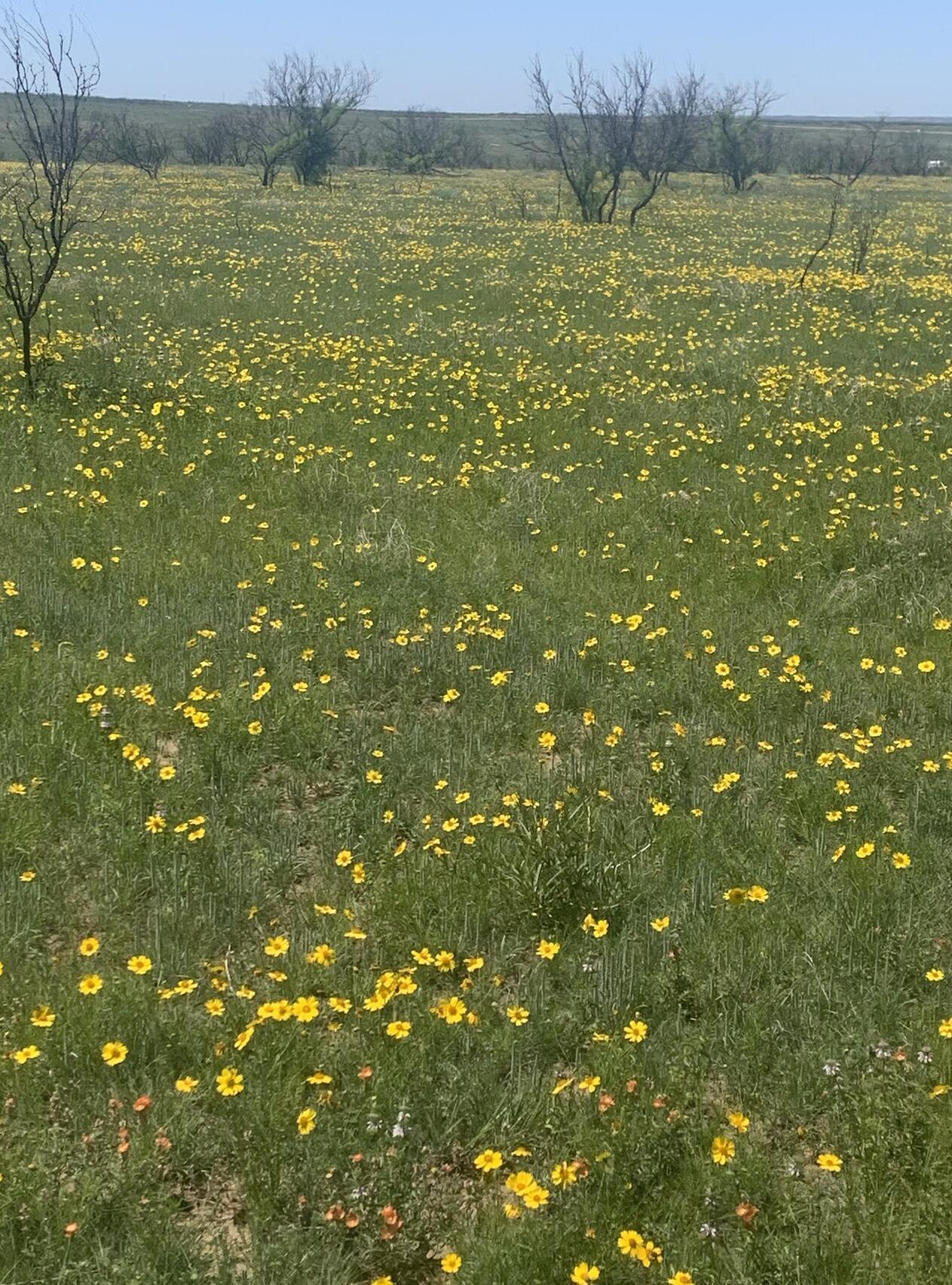 Undisclosed Address Fritch, TX 79036 - Photo 4 of 5 a view of a big yard