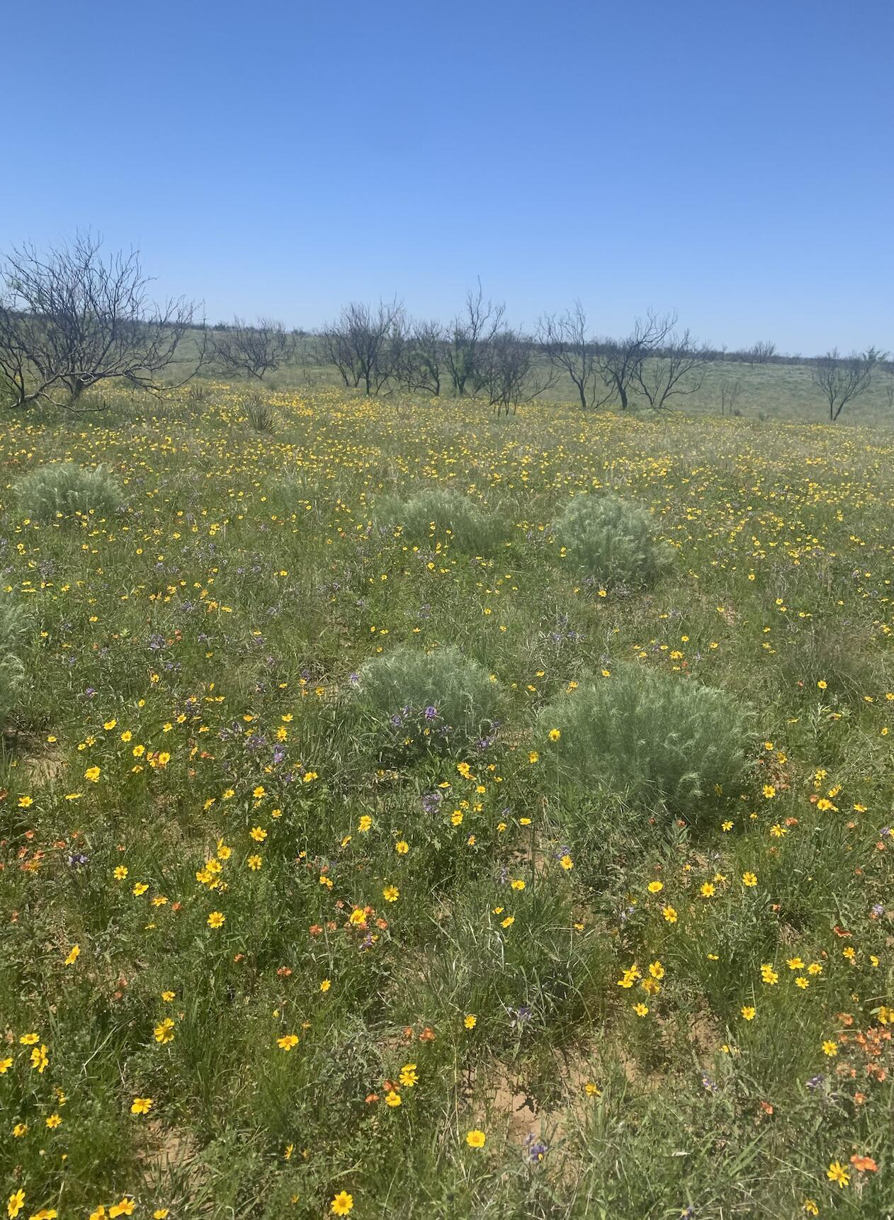 Undisclosed Address Fritch, TX 79036 - Photo 5 of 5 a view of a city and mountains in a field