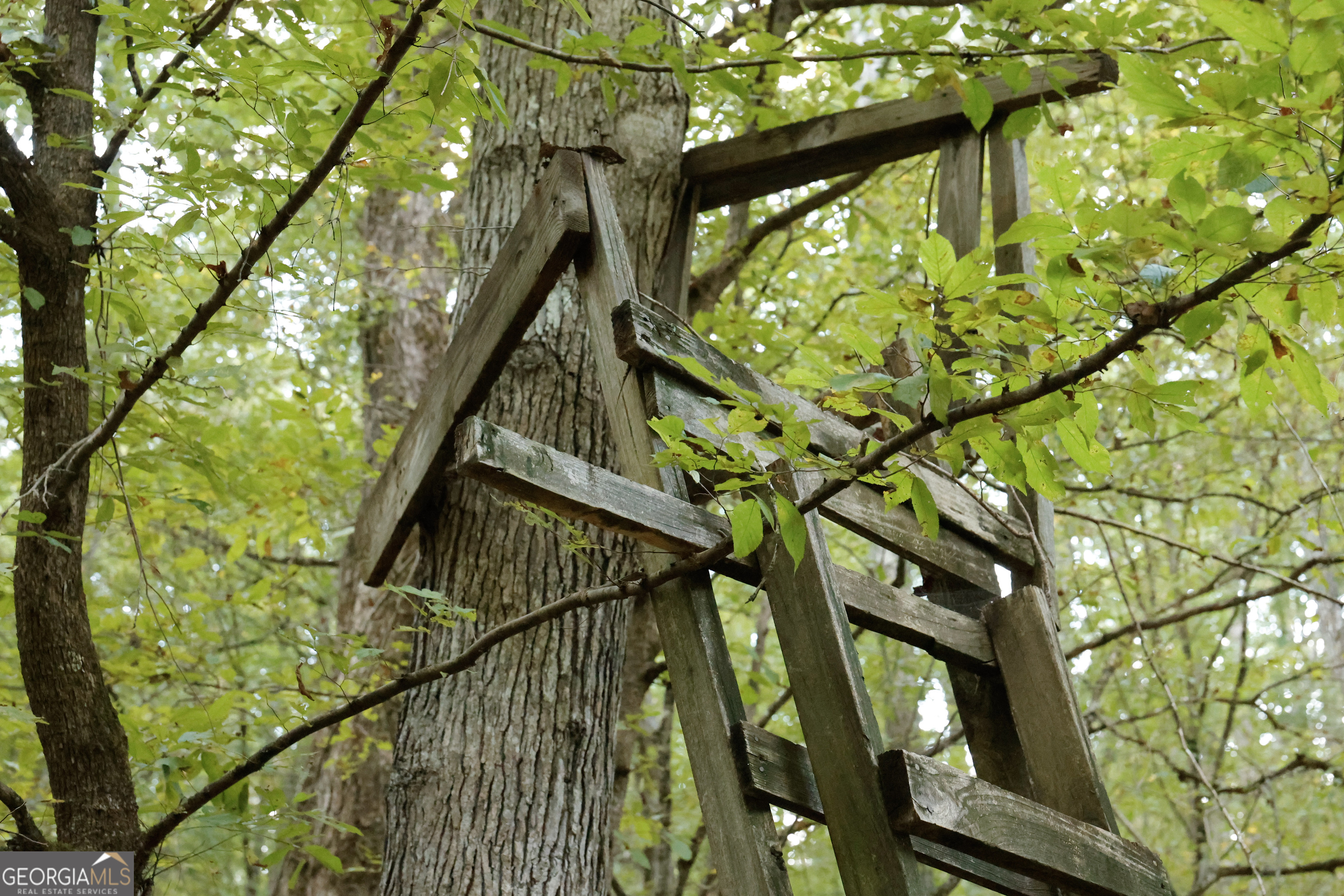 0 County Line Road Talbotton, GA 31827 - Photo 13 of 102