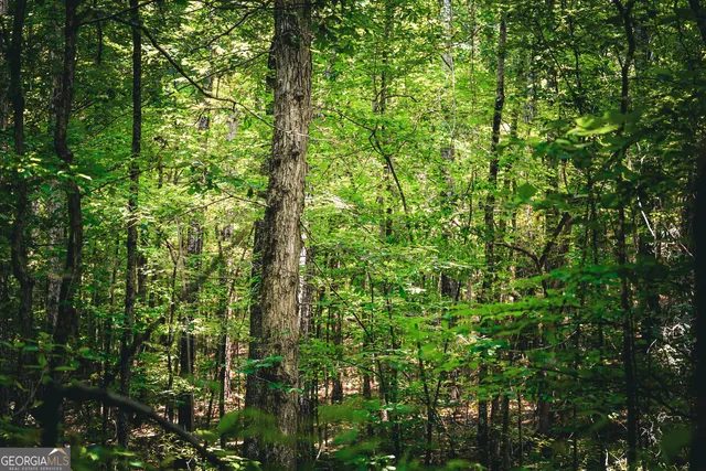 $916,300 | 0 County Line Road, Talbotton, GA 31827