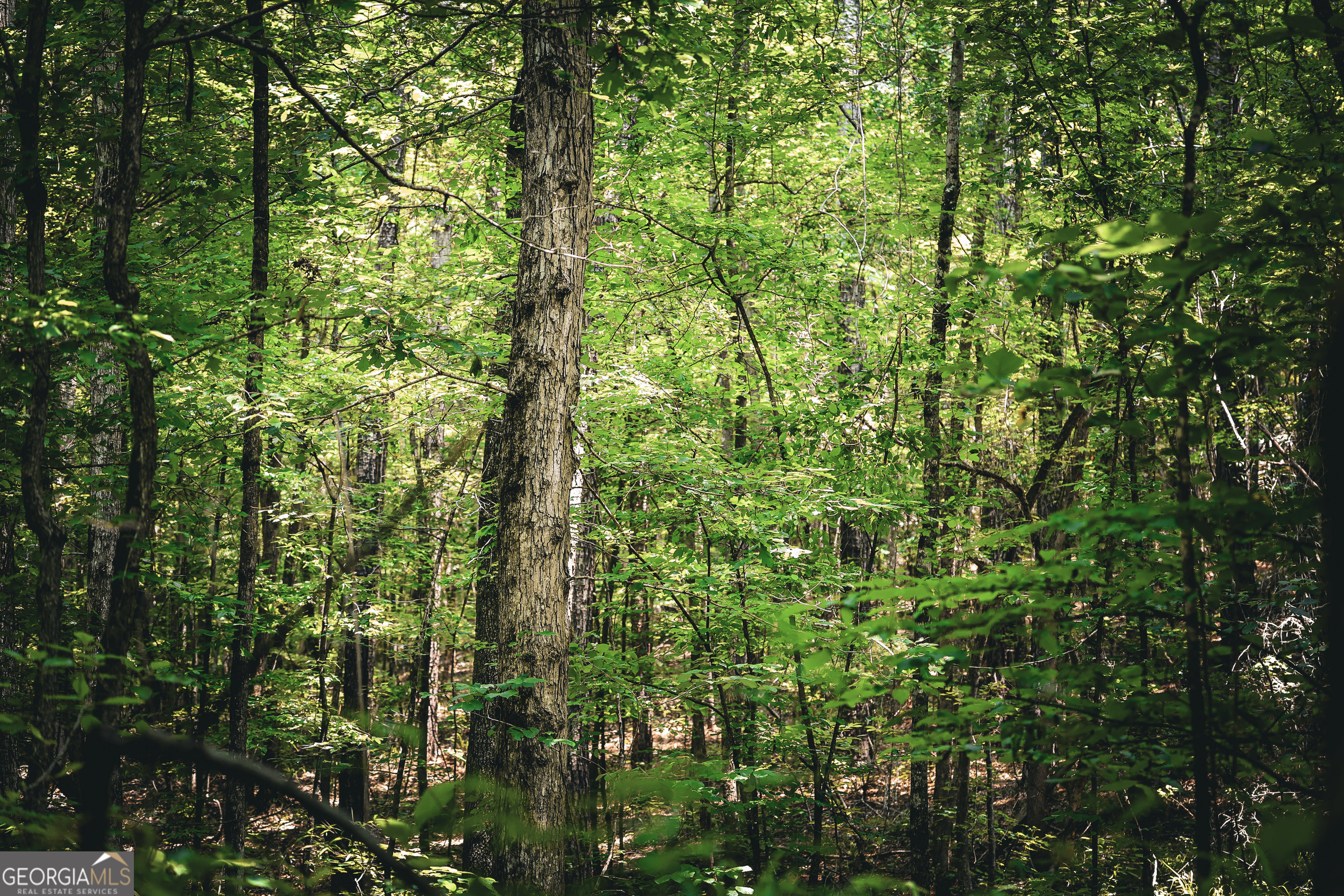 0 County Line Road Talbotton, GA 31827 - Photo 19 of 102