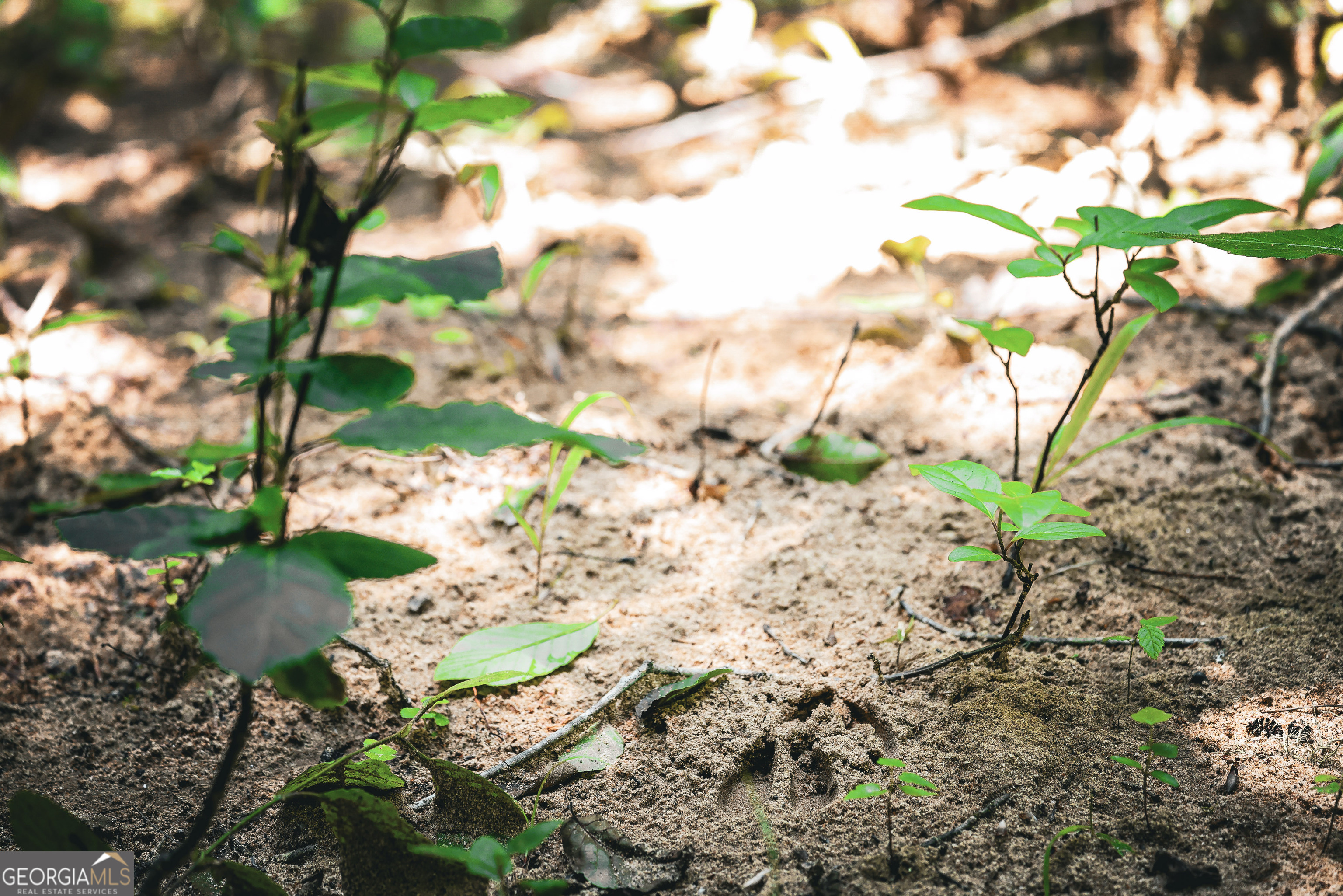 0 County Line Road Talbotton, GA 31827 - Photo 2 of 102