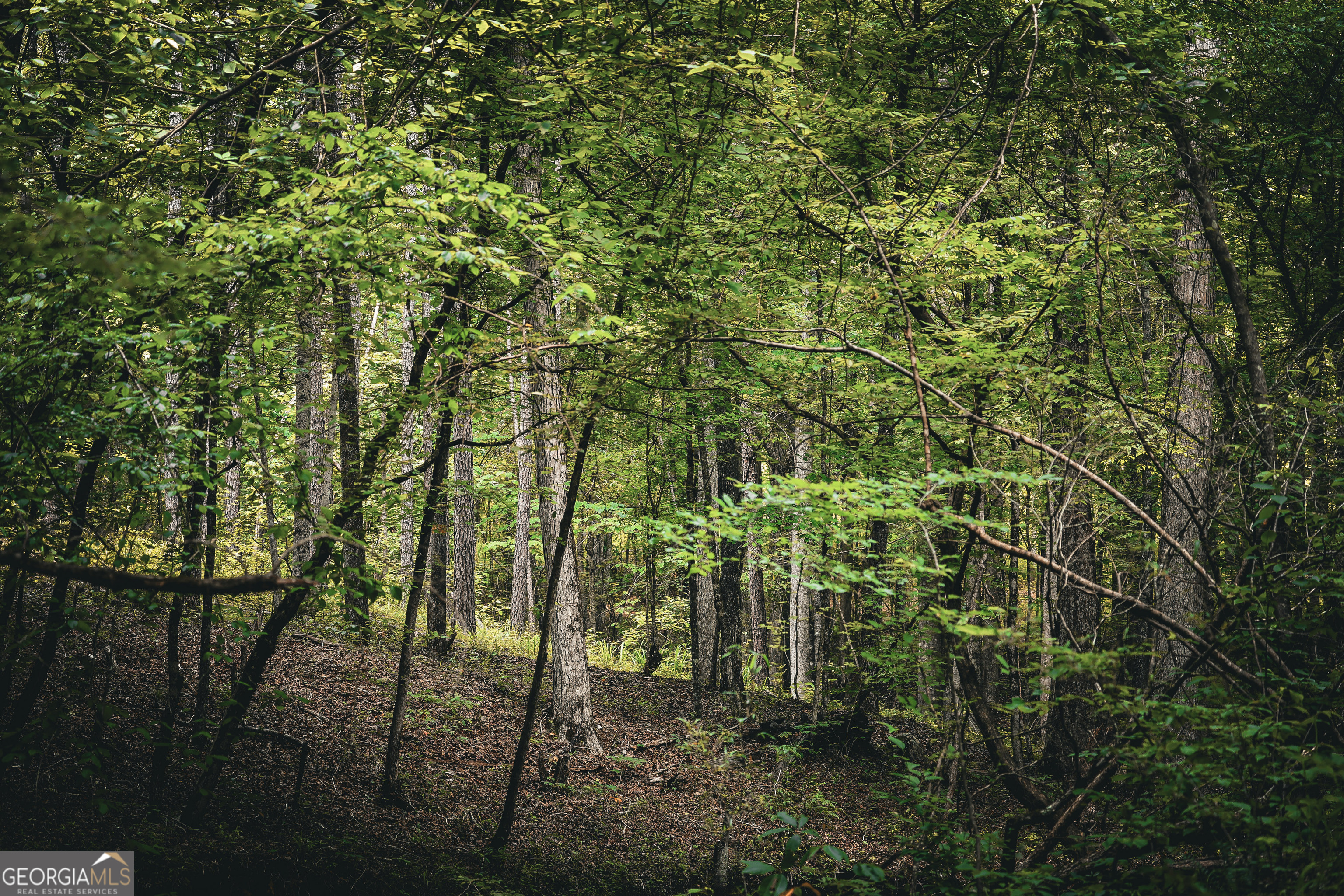 0 County Line Road Talbotton, GA 31827 - Photo 21 of 102