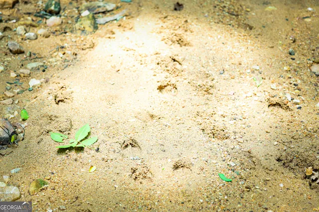 $916,300 | 0 County Line Road, Talbotton, GA 31827