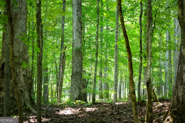 $916,300 | 0 County Line Road, Talbotton, GA 31827