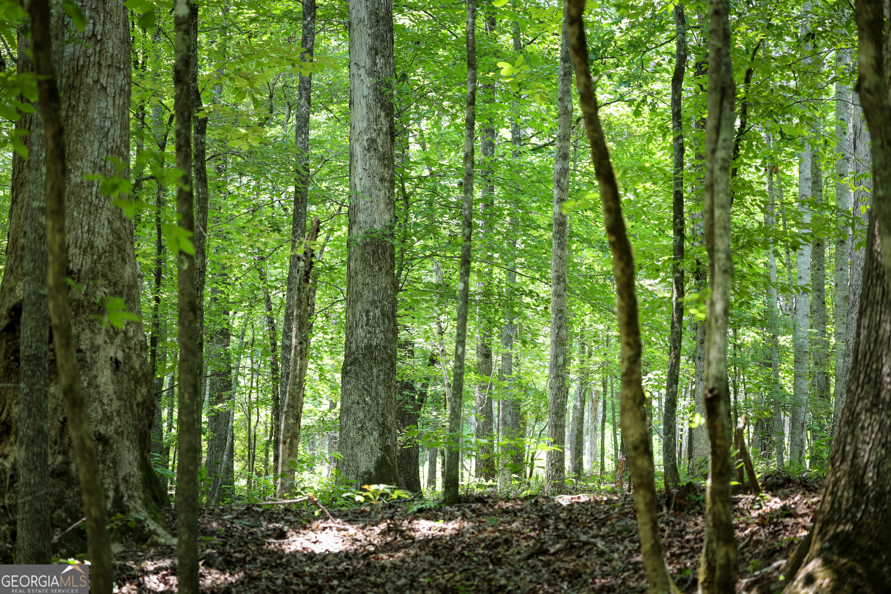 0 County Line Road Talbotton, GA 31827 - Photo 27 of 102