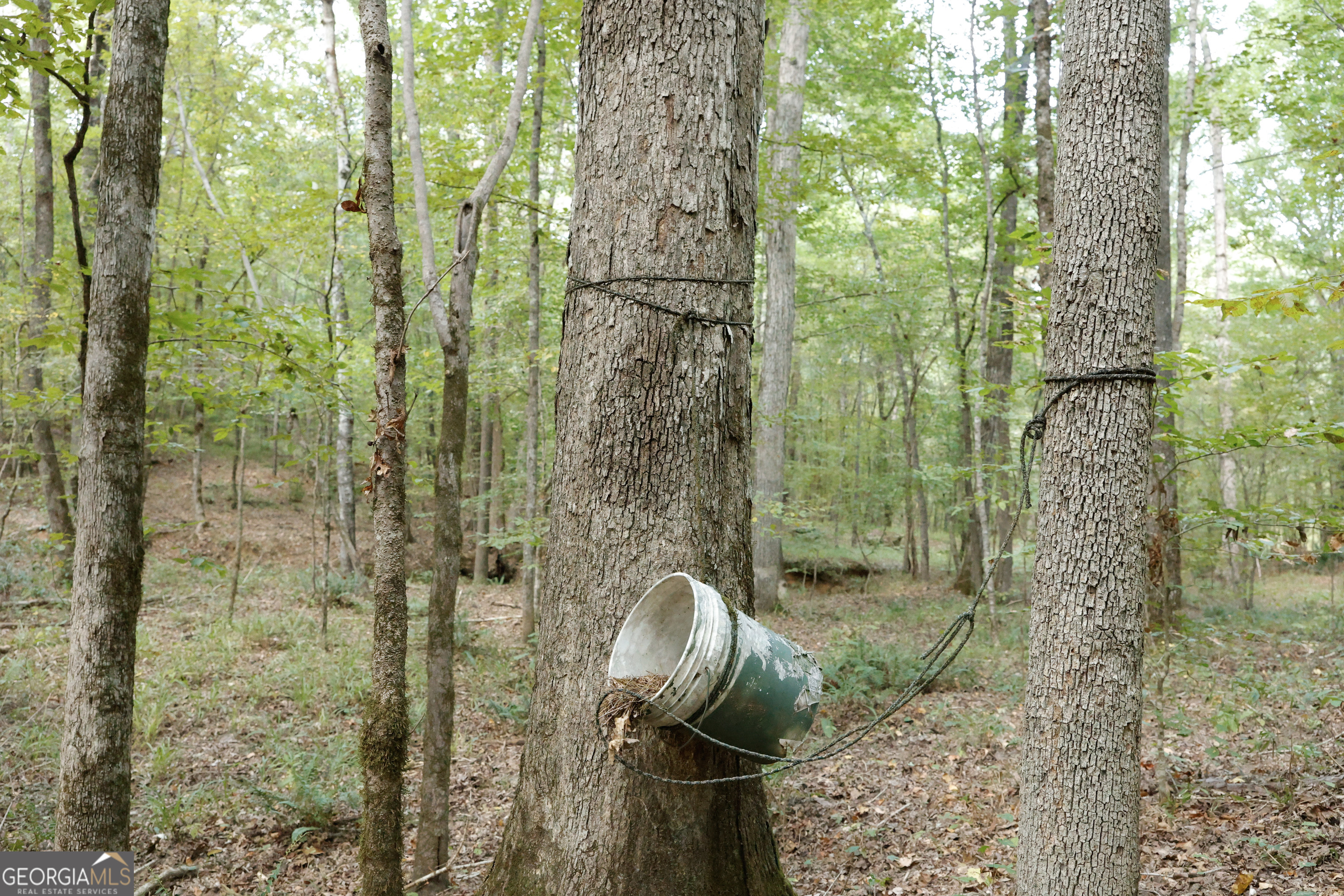 0 County Line Road Talbotton, GA 31827 - Photo 28 of 102
