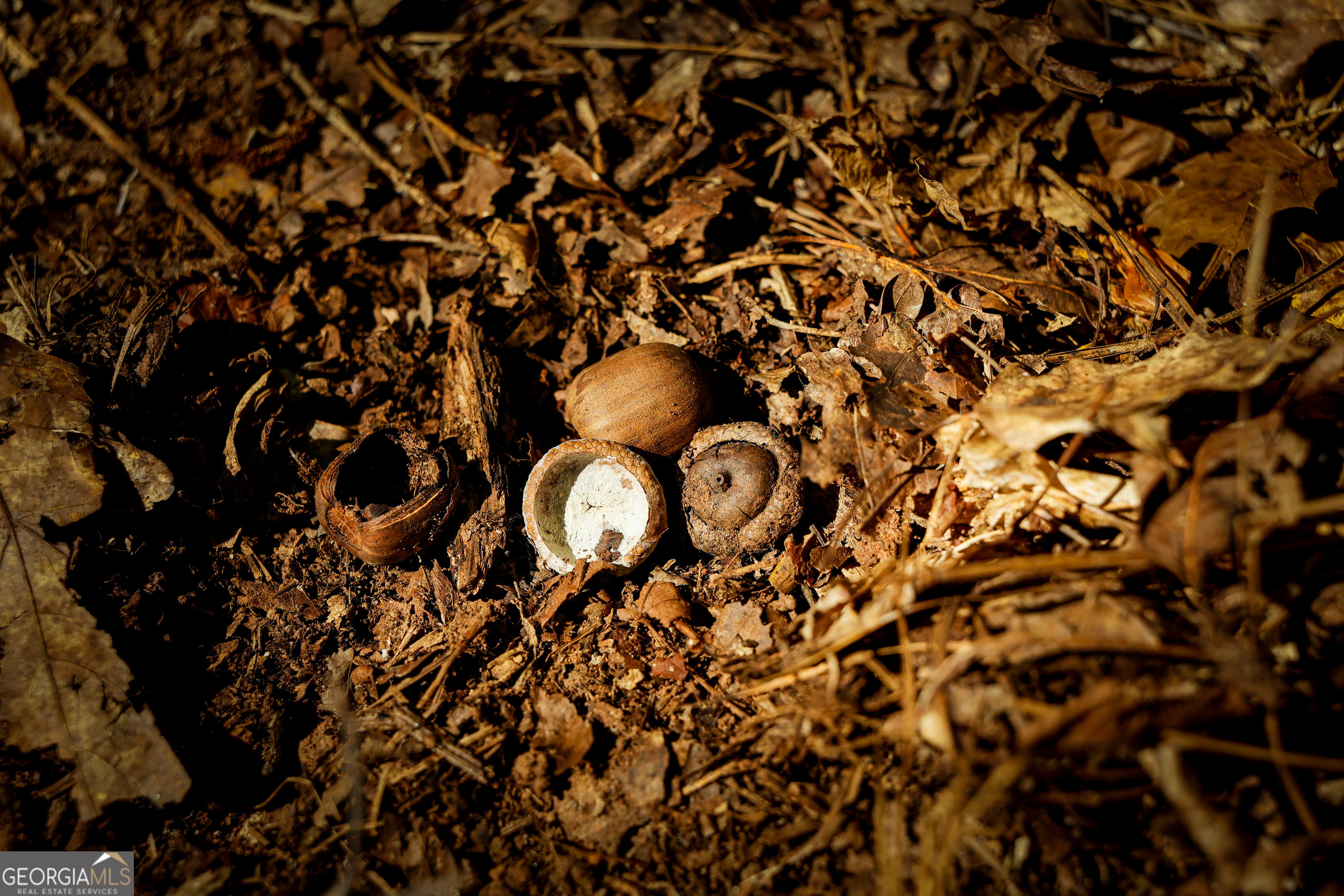 0 County Line Road Talbotton, GA 31827 - Photo 30 of 102