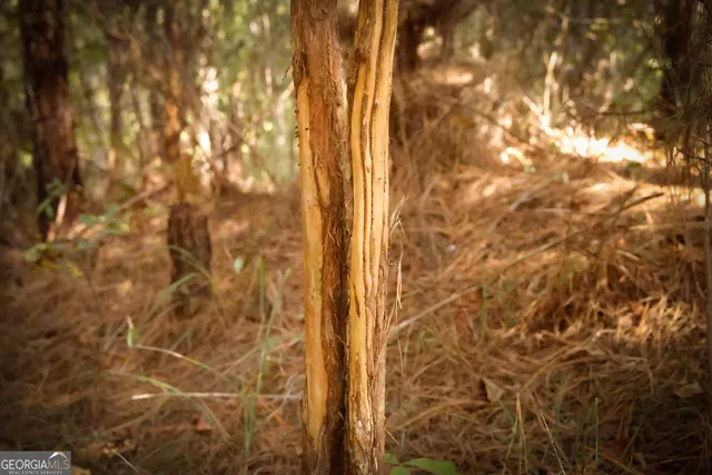 $916,300 | 0 County Line Road, Talbotton, GA 31827