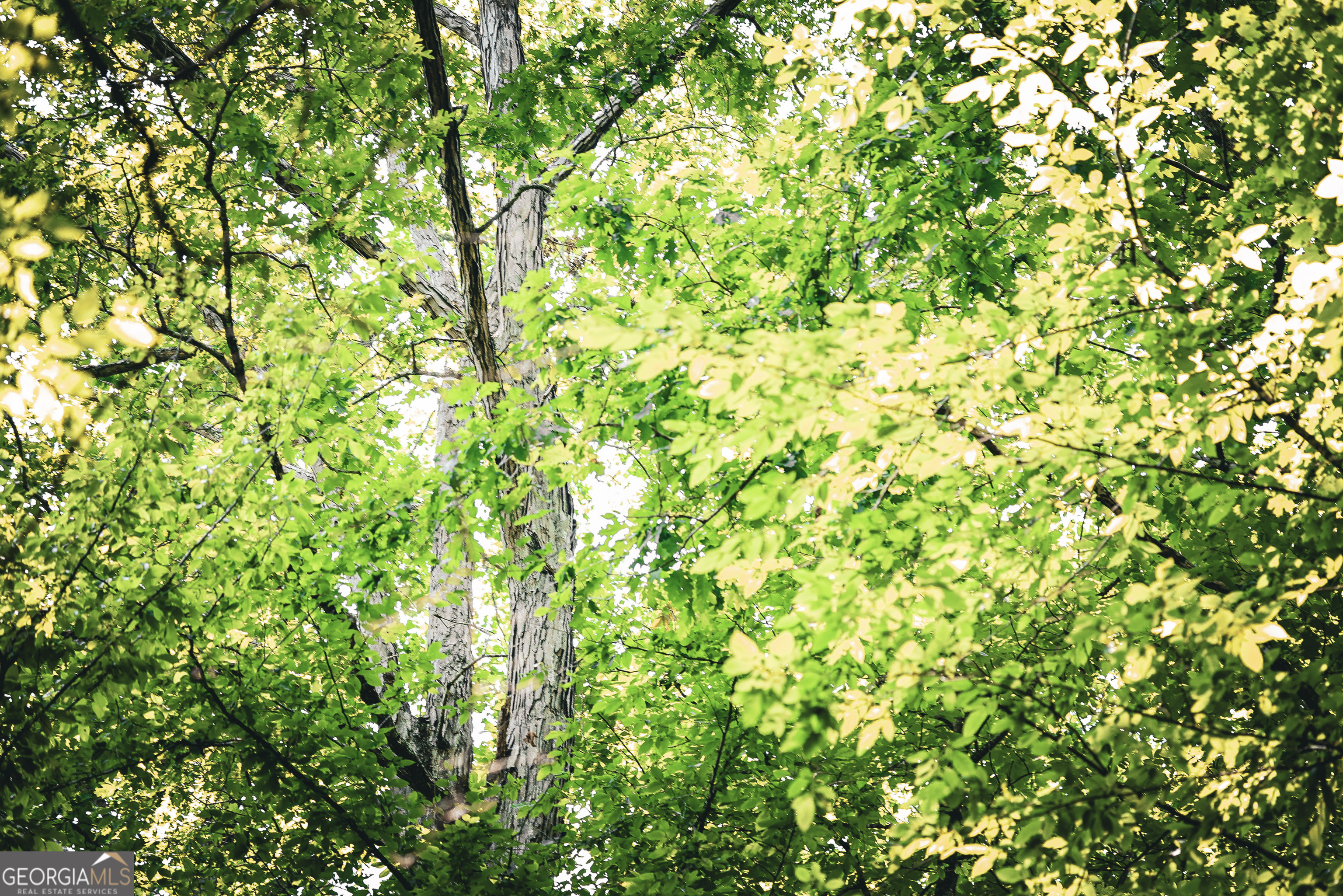 0 County Line Road Talbotton, GA 31827 - Photo 31 of 102