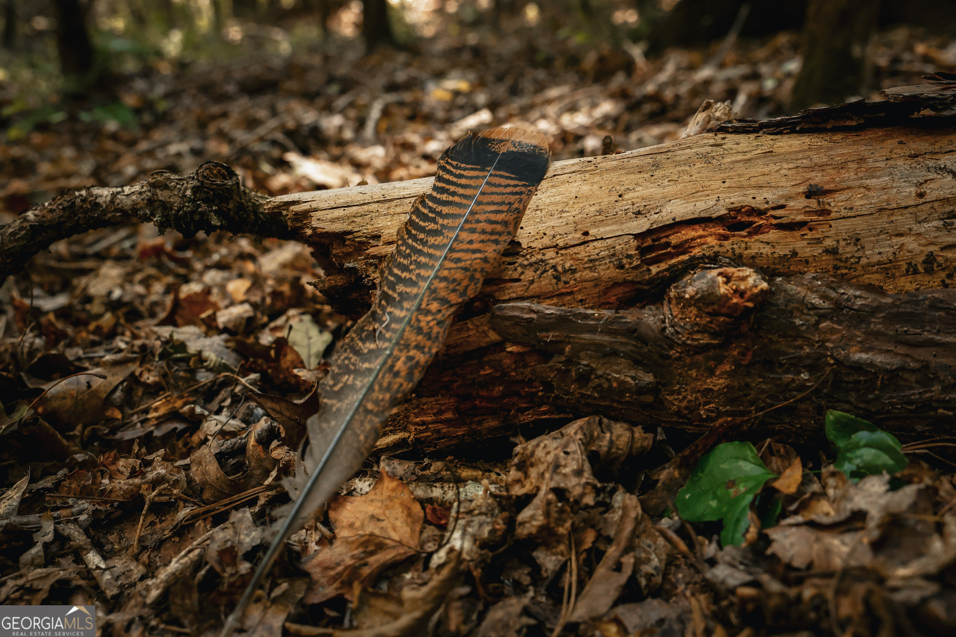 0 County Line Road Talbotton, GA 31827 - Photo 32 of 102