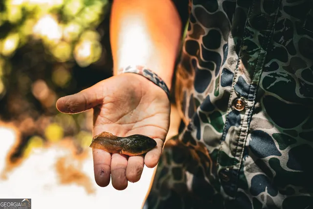 $916,300 | 0 County Line Road, Talbotton, GA 31827