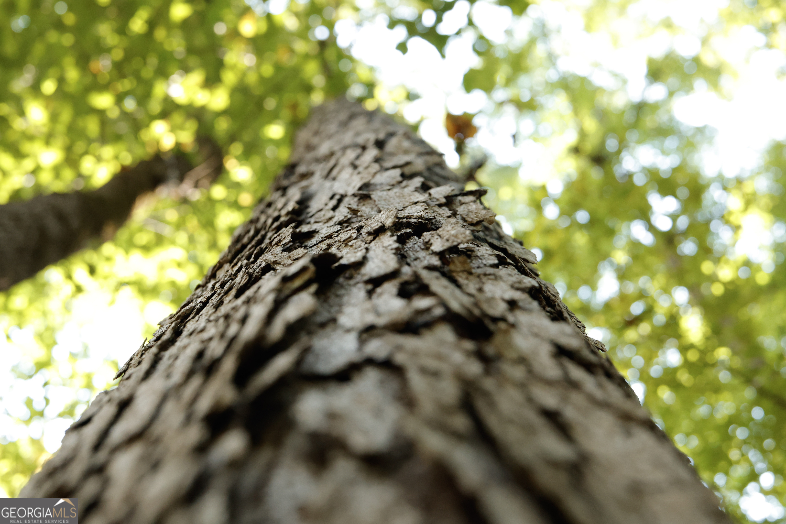 0 County Line Road Talbotton, GA 31827 - Photo 34 of 102