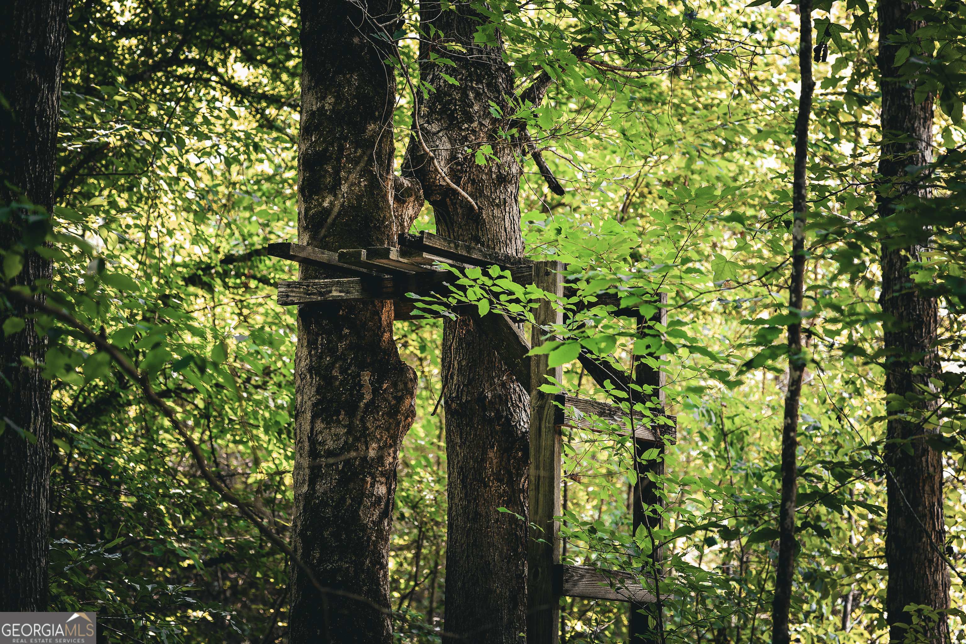 0 County Line Road Talbotton, GA 31827 - Photo 42 of 102