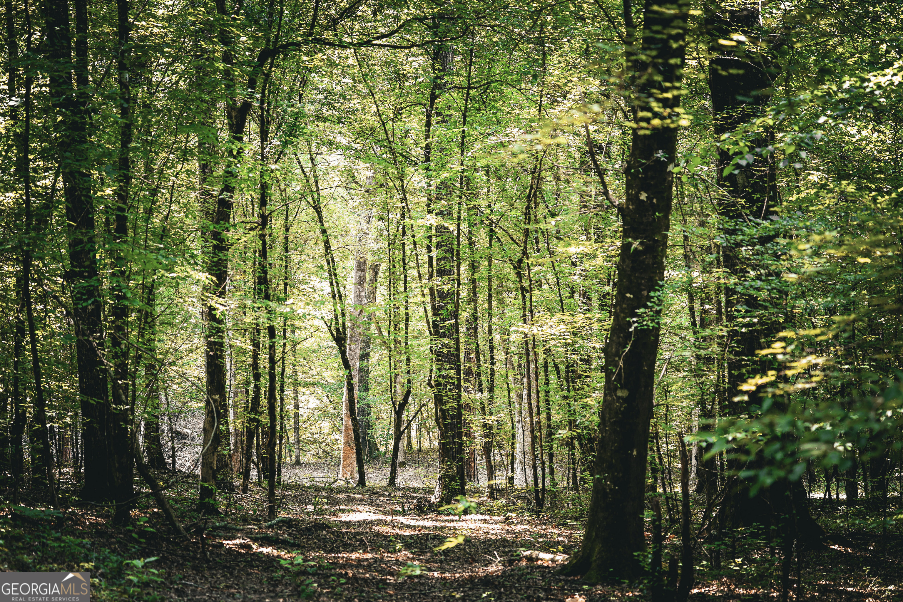 0 County Line Road Talbotton, GA 31827 - Photo 44 of 102
