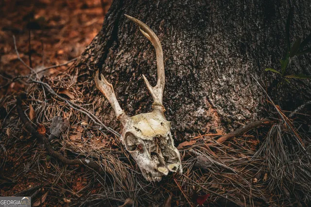 $916,300 | 0 County Line Road, Talbotton, GA 31827