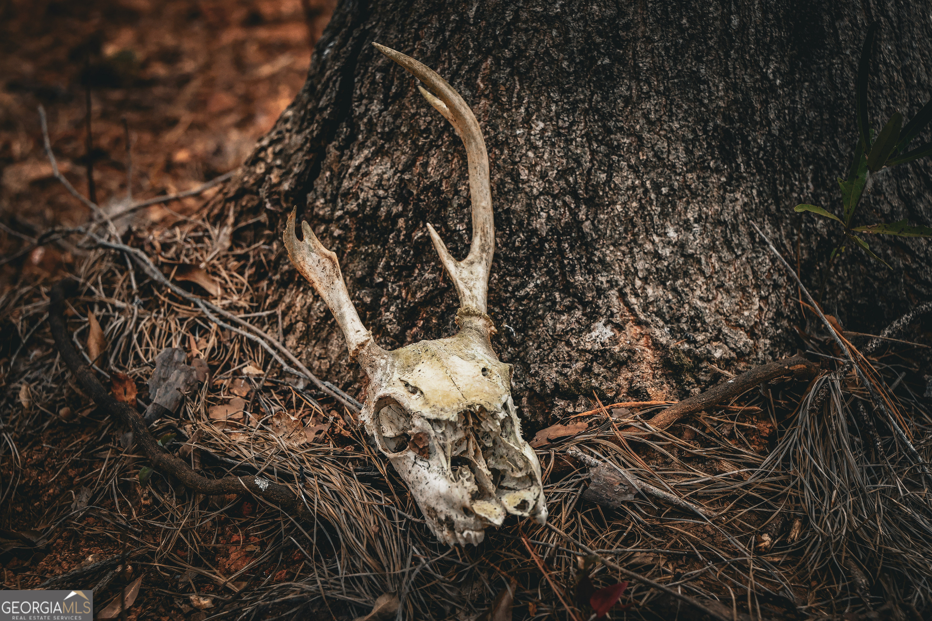 0 County Line Road Talbotton, GA 31827 - Photo 51 of 102