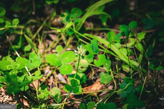 $916,300 | 0 County Line Road, Talbotton, GA 31827