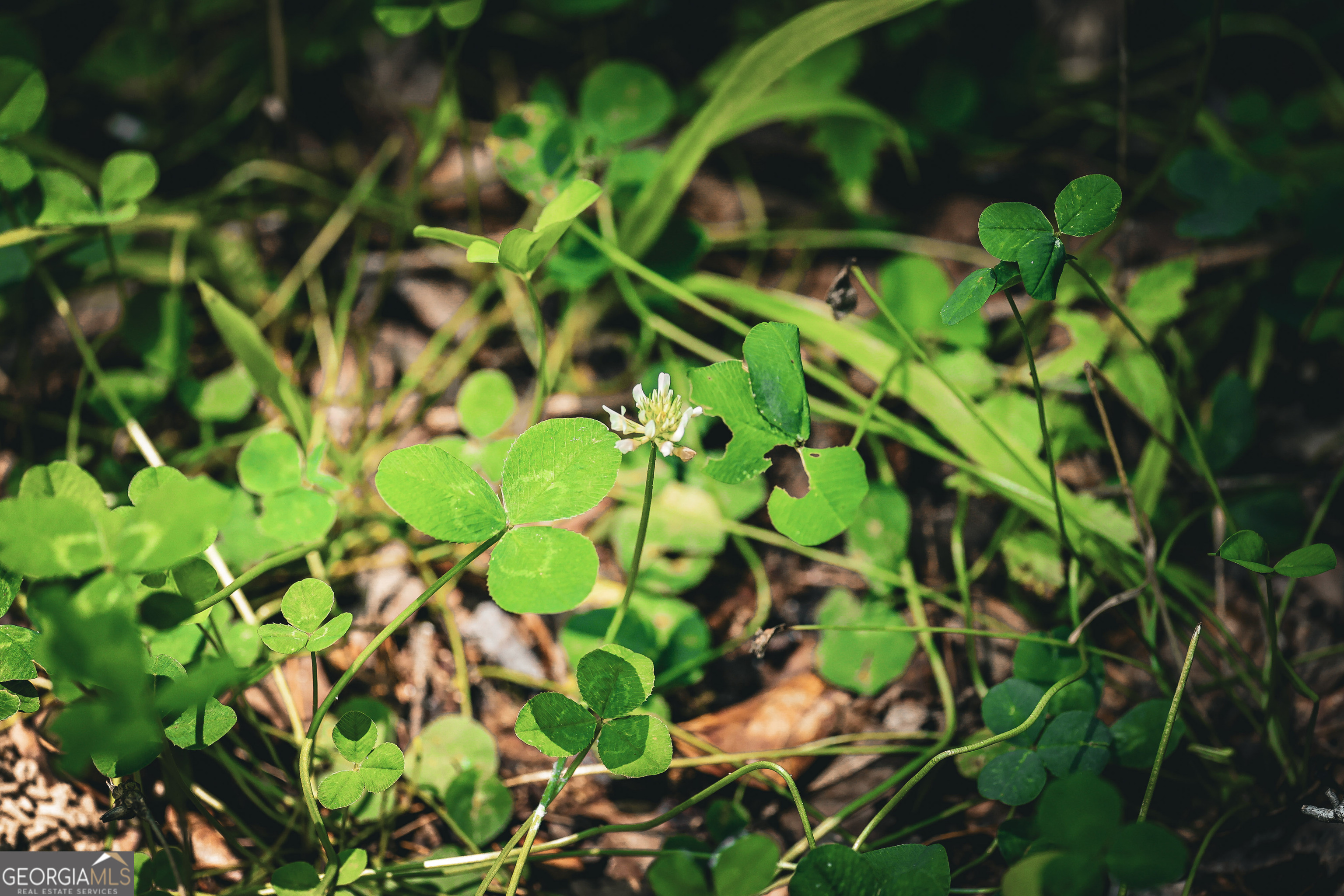 0 County Line Road Talbotton, GA 31827 - Photo 54 of 102