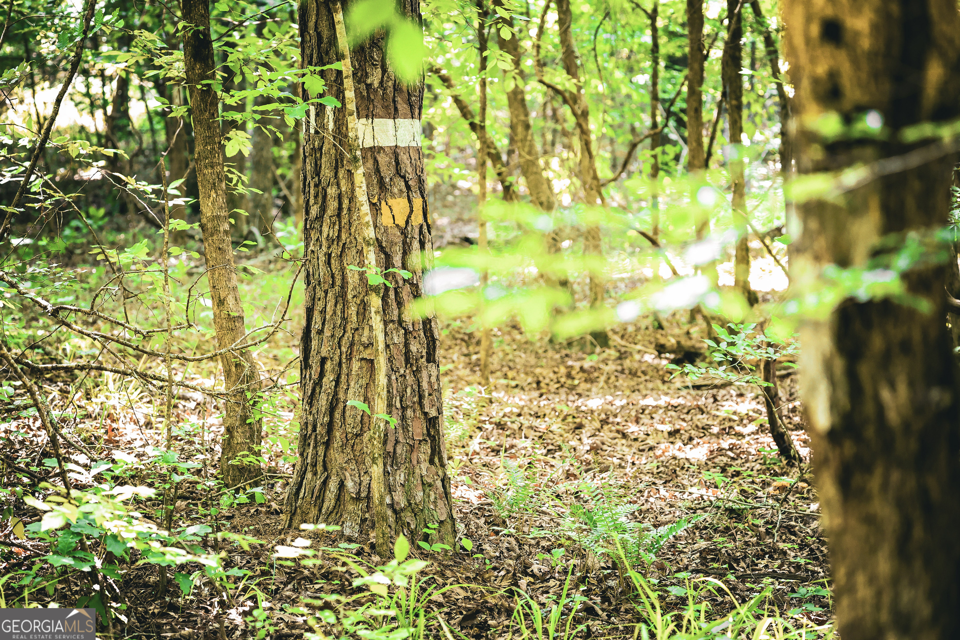 0 County Line Road Talbotton, GA 31827 - Photo 58 of 102