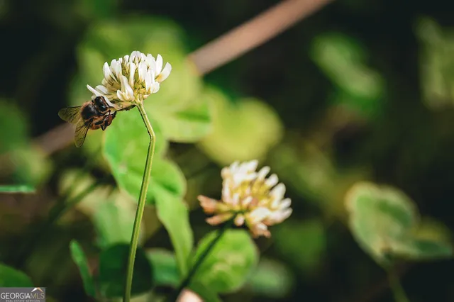 $916,300 | 0 County Line Road, Talbotton, GA 31827