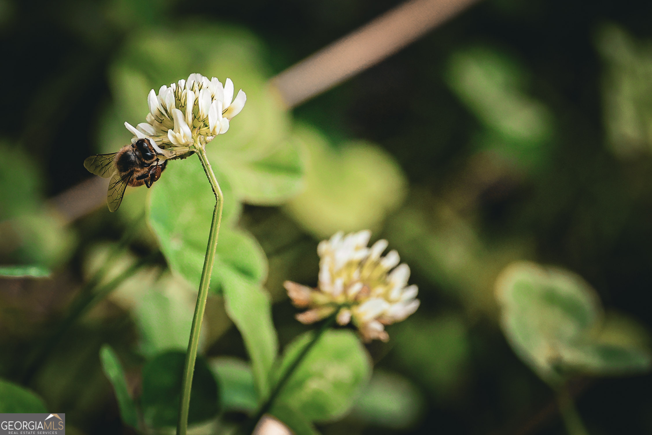 0 County Line Road Talbotton, GA 31827 - Photo 70 of 102