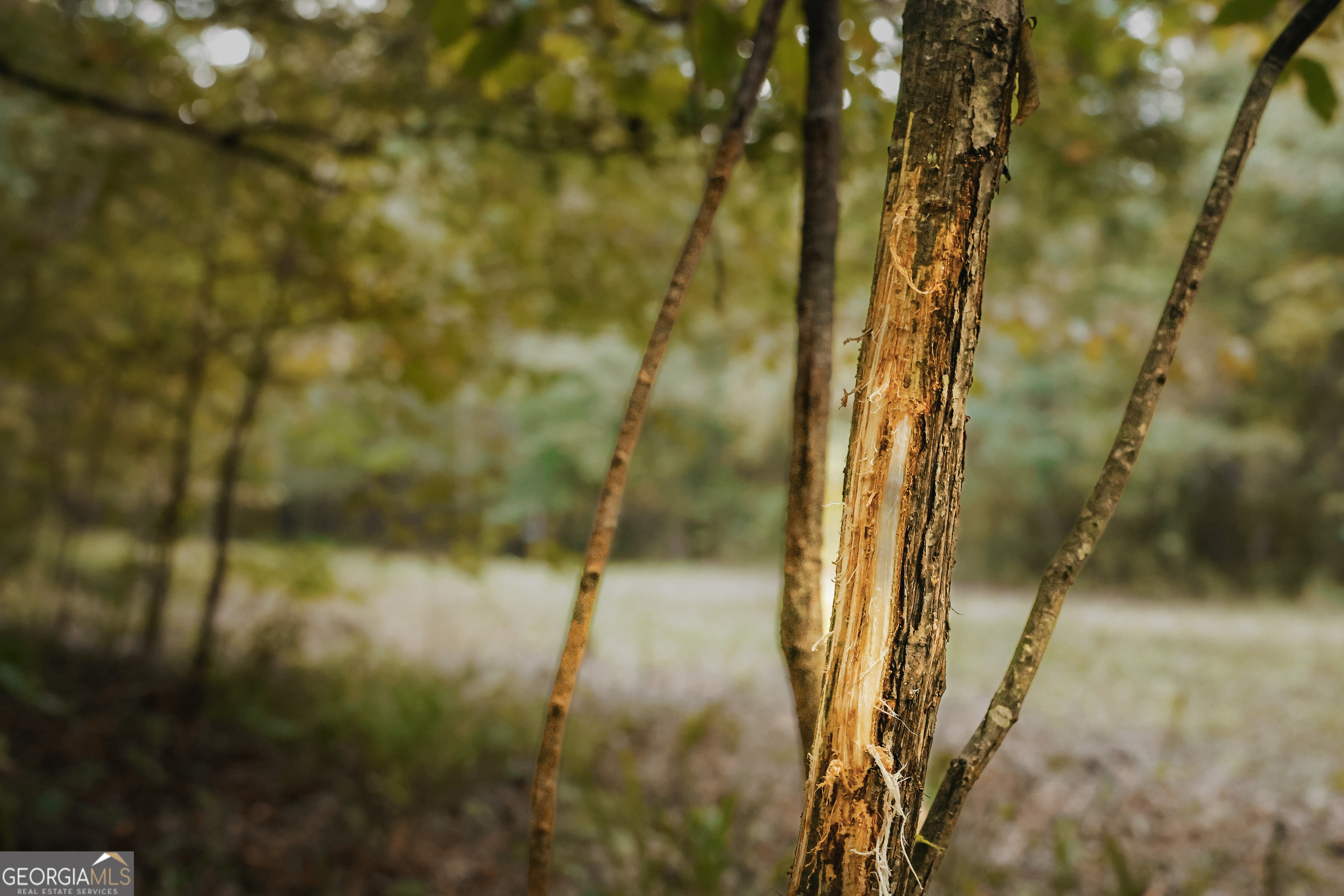 0 County Line Road Talbotton, GA 31827 - Photo 7 of 102