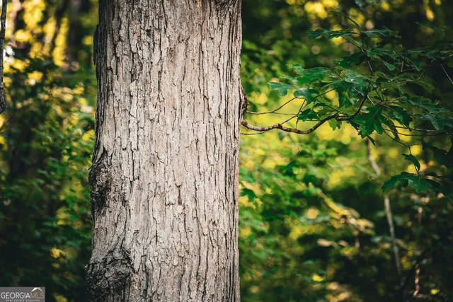 $916,300 | 0 County Line Road, Talbotton, GA 31827