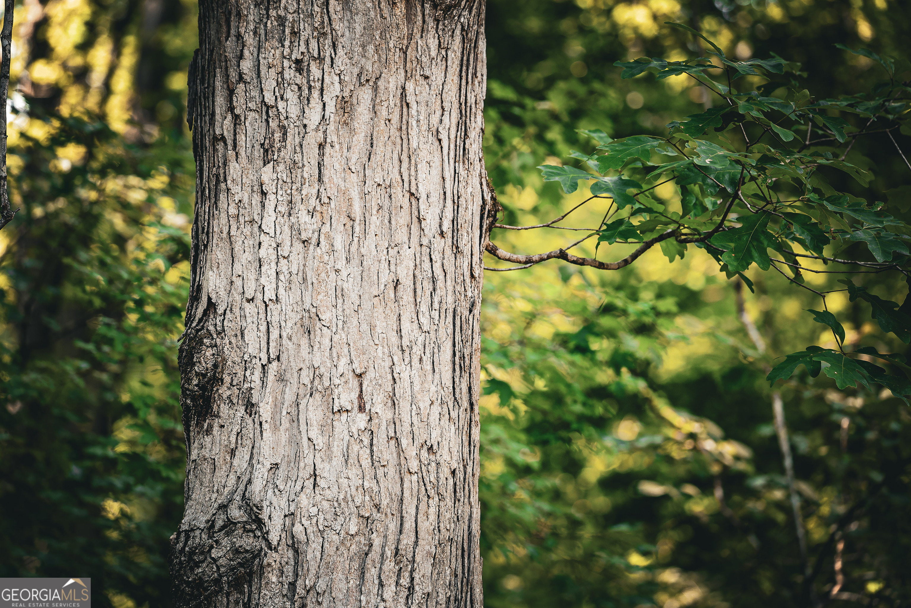 0 County Line Road Talbotton, GA 31827 - Photo 72 of 102