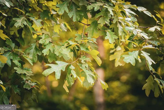 $916,300 | 0 County Line Road, Talbotton, GA 31827