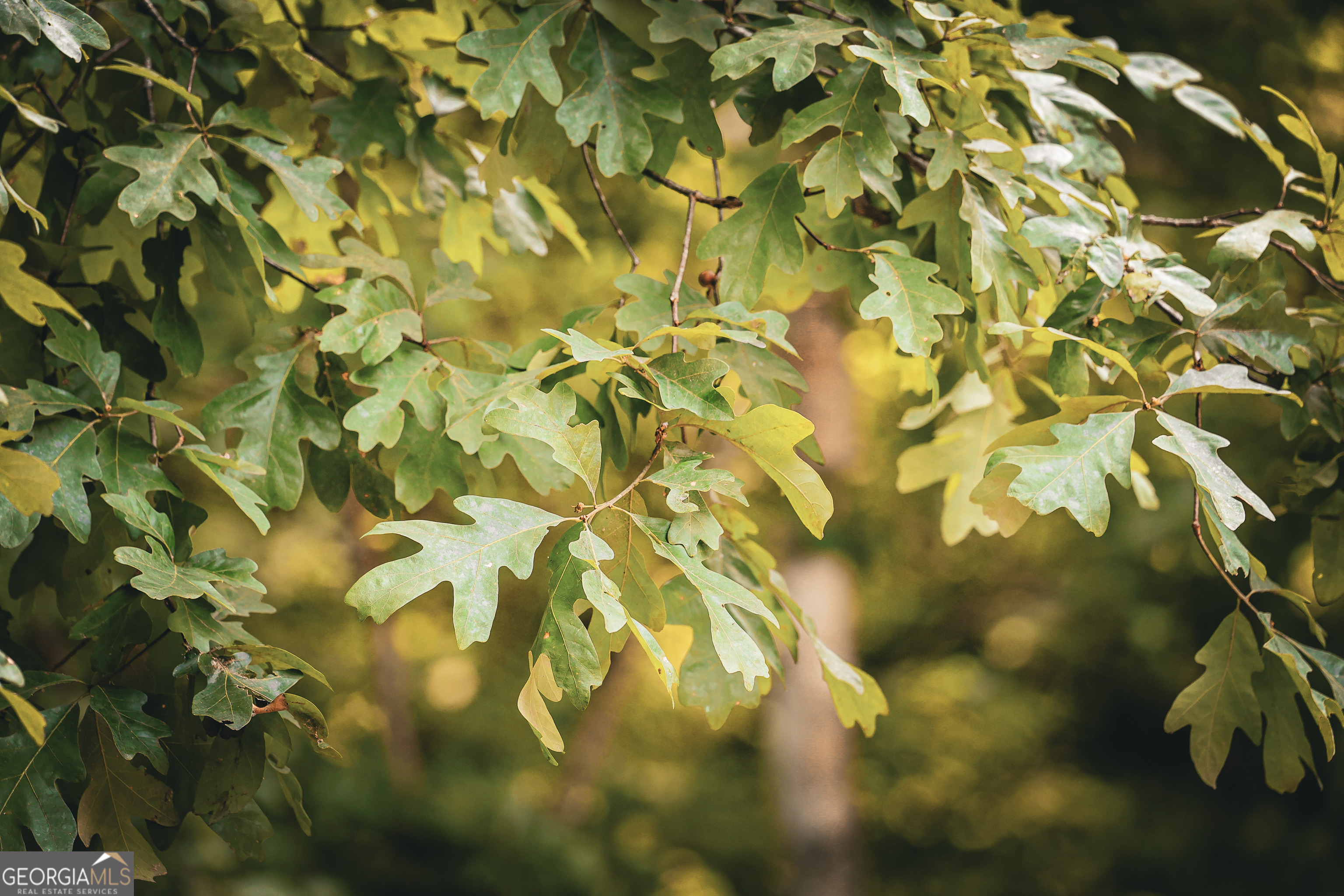 0 County Line Road Talbotton, GA 31827 - Photo 73 of 102