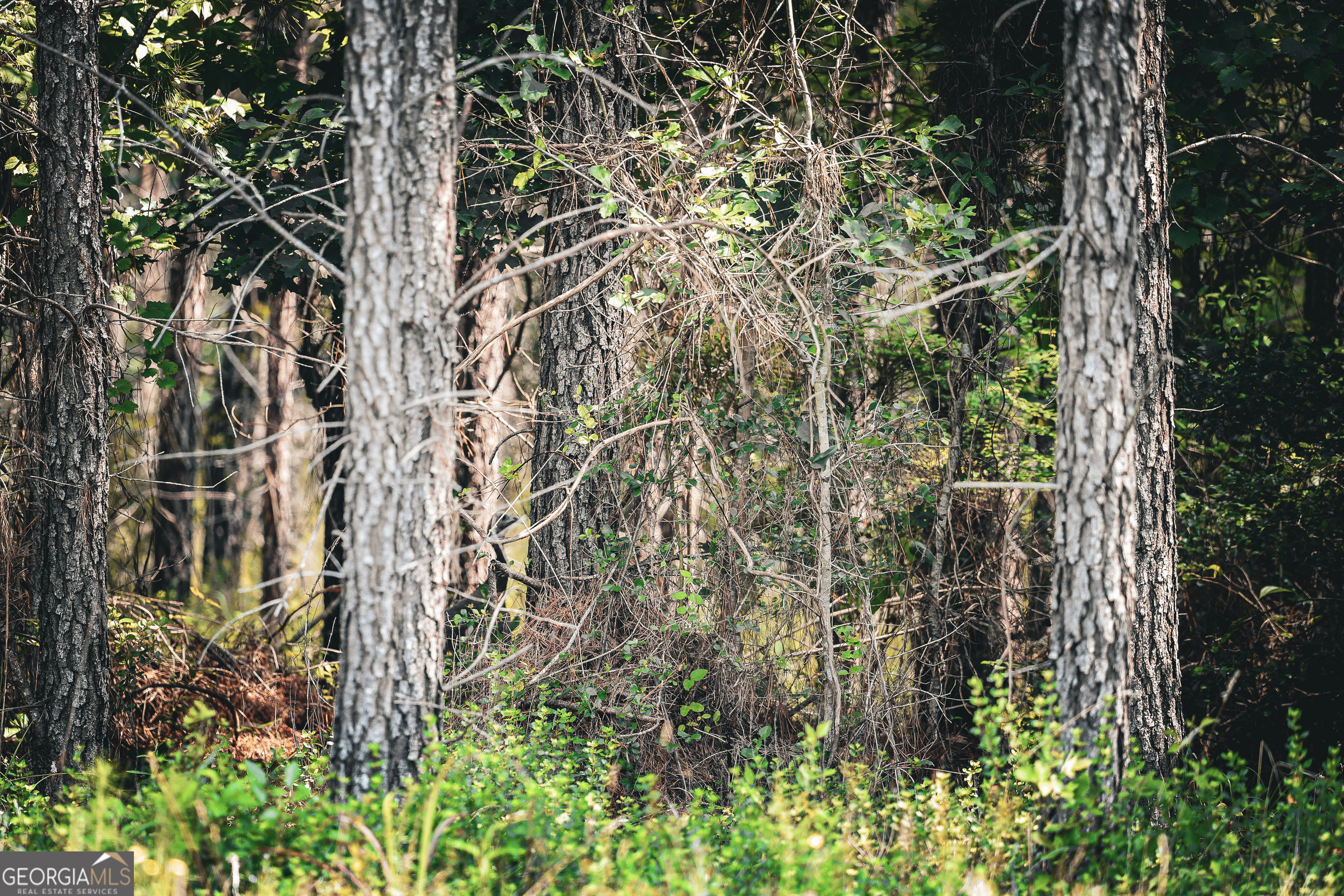 0 County Line Road Talbotton, GA 31827 - Photo 75 of 102
