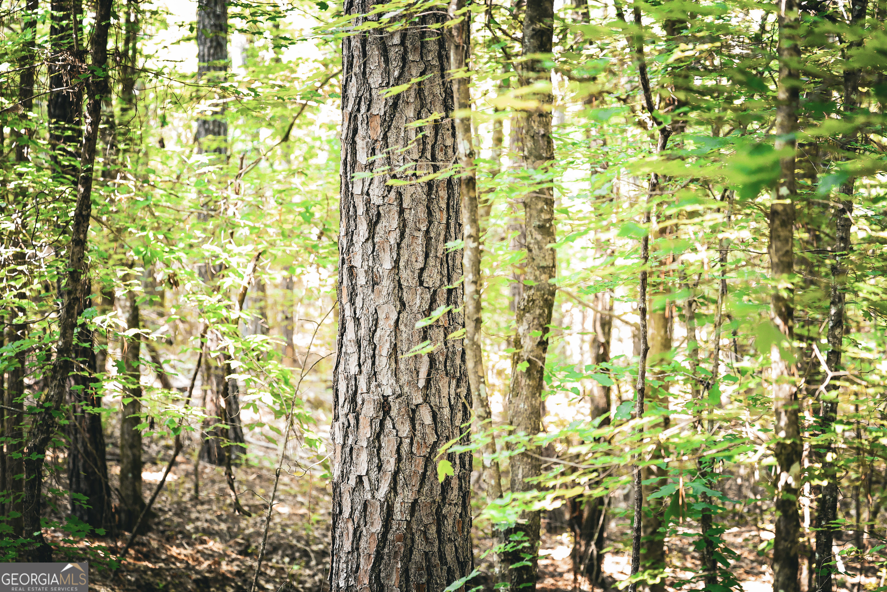 0 County Line Road Talbotton, GA 31827 - Photo 76 of 102