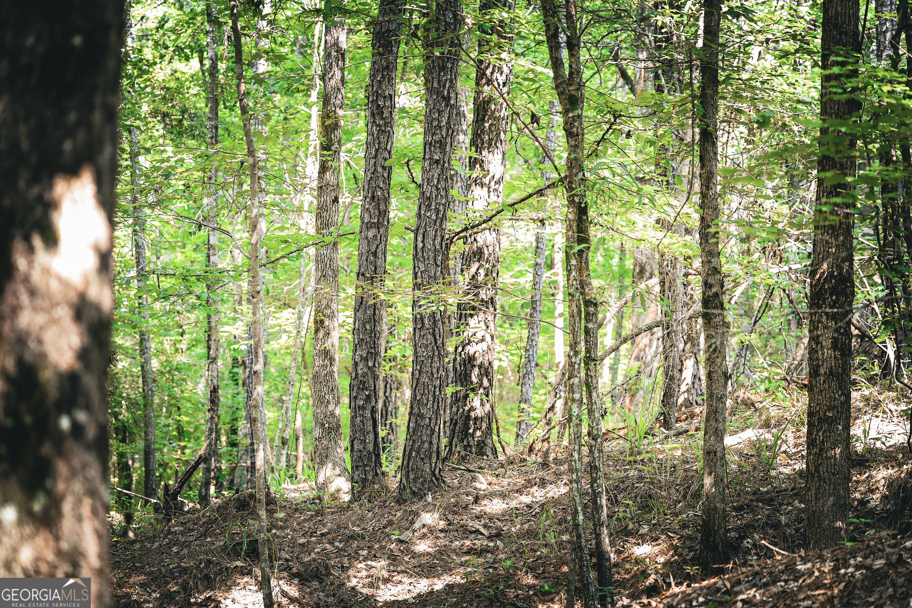 0 County Line Road Talbotton, GA 31827 - Photo 80 of 102