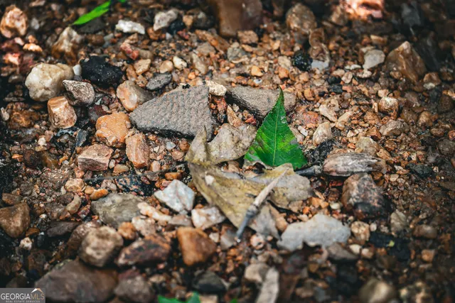 $916,300 | 0 County Line Road, Talbotton, GA 31827