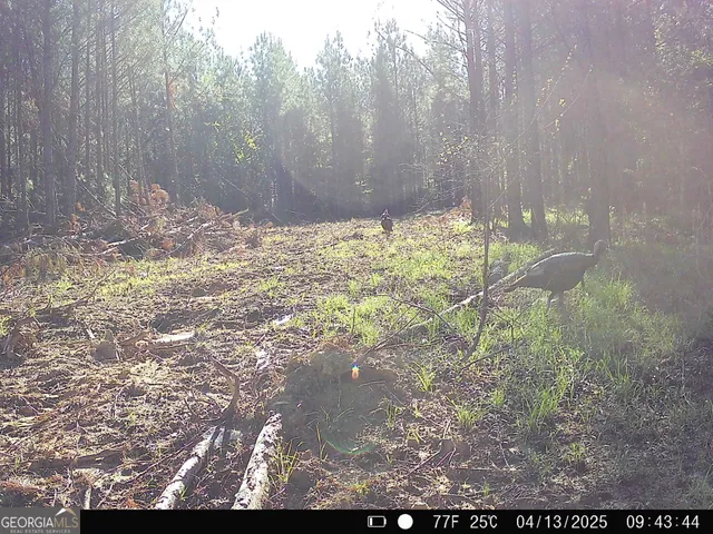 $916,300 | 0 County Line Road, Talbotton, GA 31827