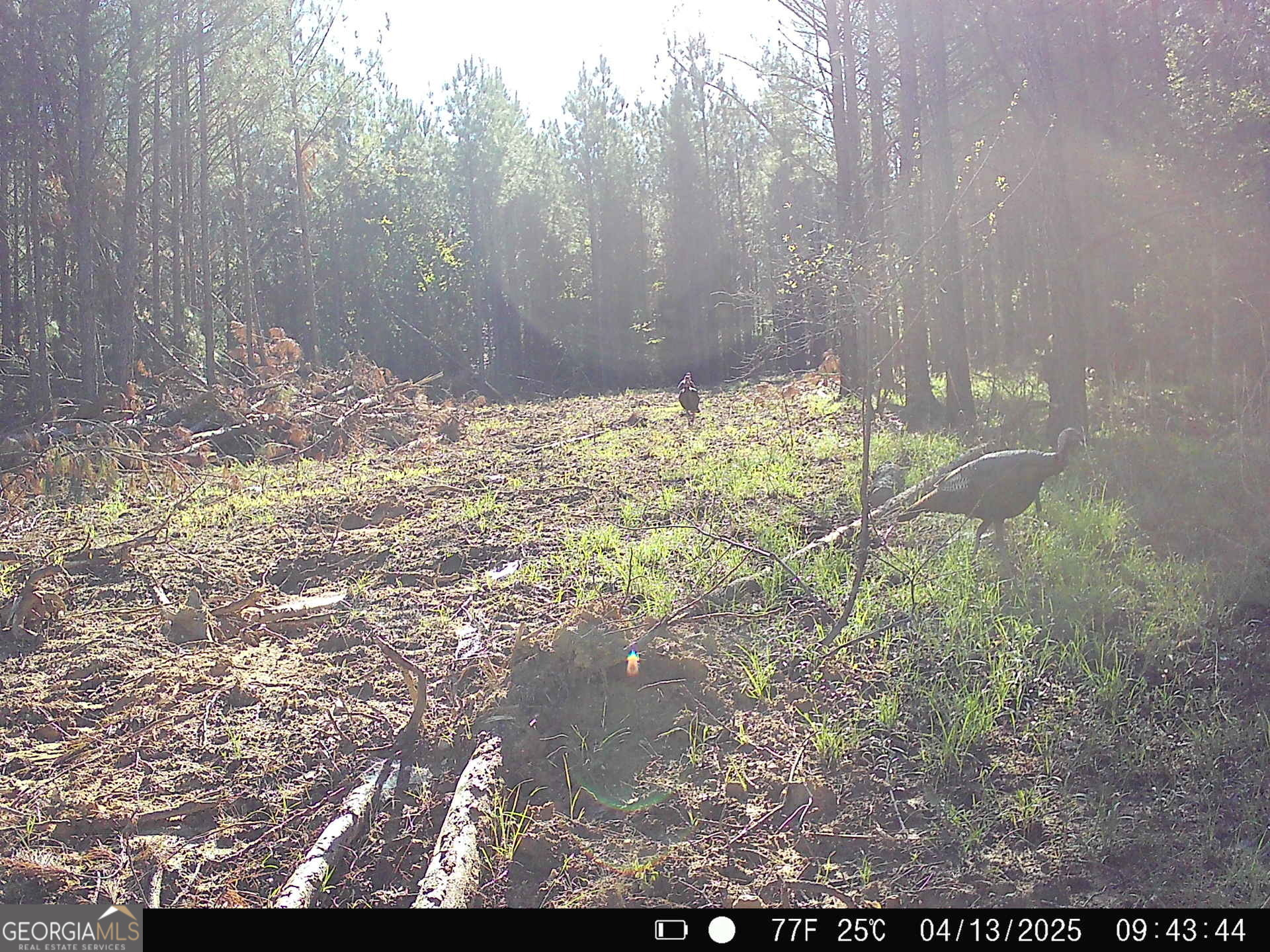 0 County Line Road Talbotton, GA 31827 - Photo 82 of 102