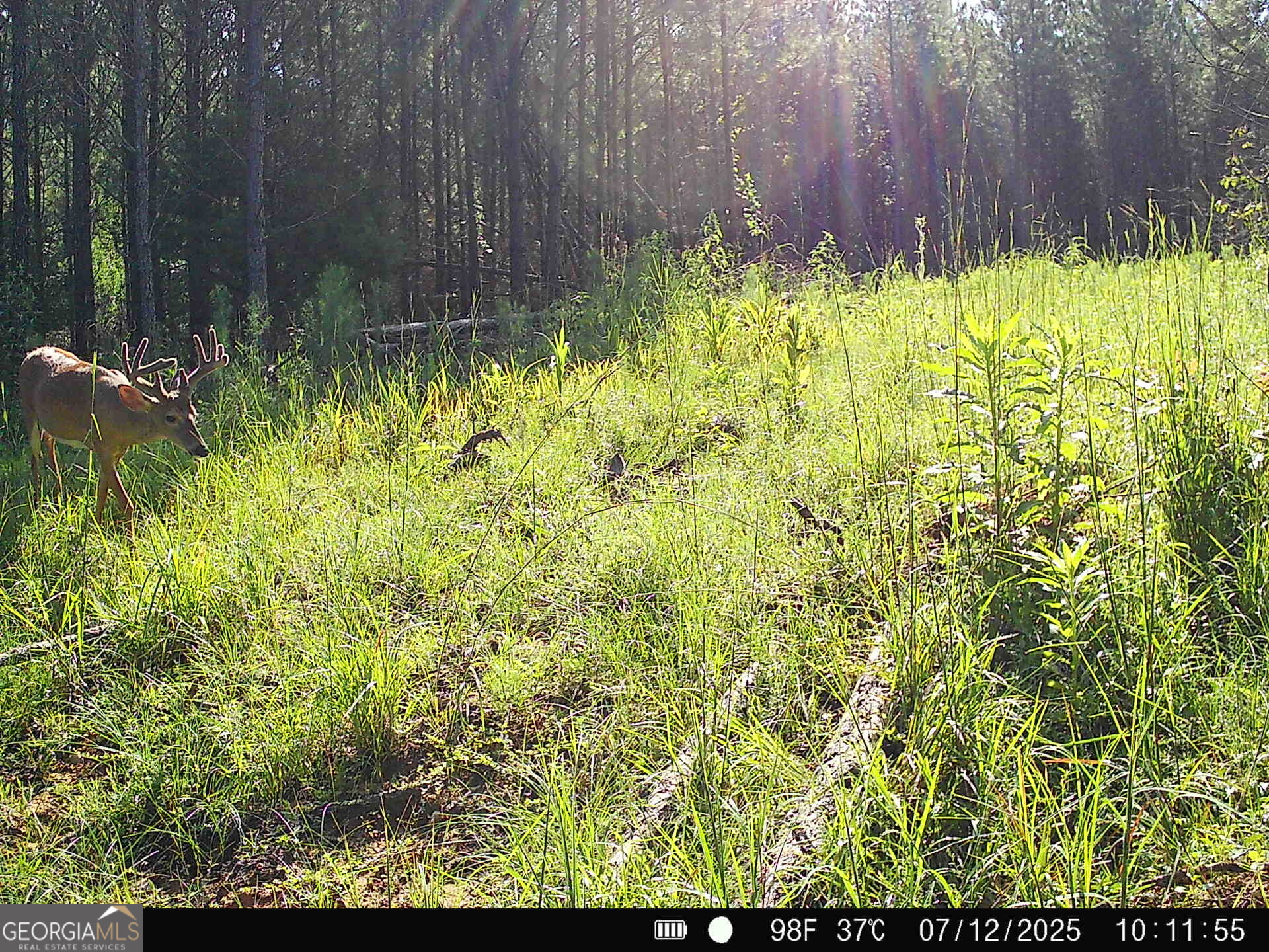 0 County Line Road Talbotton, GA 31827 - Photo 83 of 102